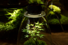 led plant lights indoors Marijuana and other plants grow in u